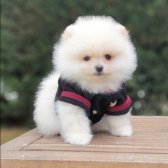 Satılık Pomeranian Boo Teddy Bear Yavrular