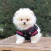 Satılık Pomeranian Boo Teddy Bear Yavrular