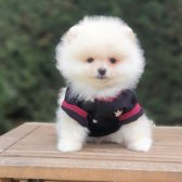 Satılık Pomeranian Boo Teddy Bear Yavrular