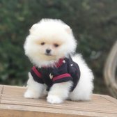 Satılık Pomeranian Boo Teddy Bear Yavrular