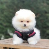 Satılık Pomeranian Boo Teddy Bear Yavrular