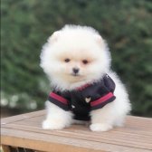 Satılık Pomeranian Boo Teddy Bear Yavrular