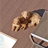 Toy Poodle