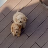 Toy Poodle
