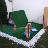 Toy Poodle