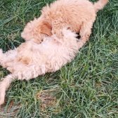 Toy Poodle