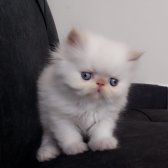 Safkan Sağlıklı İran Yavrular..