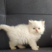 Safkan Sağlıklı İran Yavrular..