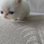 Safkan Sağlıklı İran Yavrular..