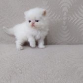 Safkan Sağlıklı İran Yavrular..