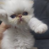 Safkan Sağlıklı İran Yavrular..