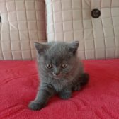 Sevimli Russian Blue Ve Scottish Yavrularimiz