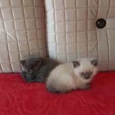 Sevimli Russian Blue Ve Scottish Yavrularimiz