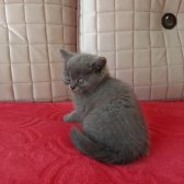 Sevimli Russian Blue Ve Scottish Yavrularimiz