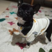 Oscar Köpeği̇mi̇z