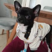 Oscar Köpeği̇mi̇z