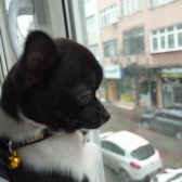 Oscar Köpeği̇mi̇z