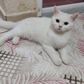 British Shorthair, Eğitimli