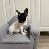 Safkan French Bulldog Yavru