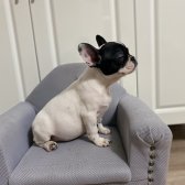 Safkan French Bulldog Yavru