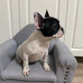 Safkan French Bulldog Yavru