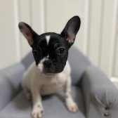 Safkan French Bulldog Yavru