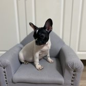Safkan French Bulldog Yavru
