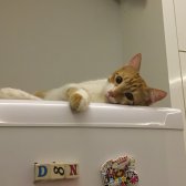 Sarman Kısır Erkek Kedi̇
