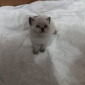 Blue Point Dişi Ve Erkek Yavrular