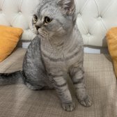 9 Aylık Brtish Shorthair Erkek