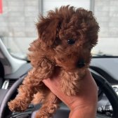 2 Aylık Erkek - Toy Poodle Tea Cup - 0 Numara