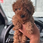 2 Aylık Erkek - Toy Poodle Tea Cup - 0 Numara