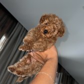2 Aylık Erkek - Toy Poodle Tea Cup - 0 Numara