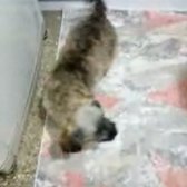 Kayıp Köpek