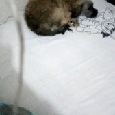 Kayıp Köpek