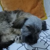 Kayıp Köpek
