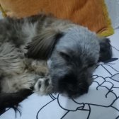 Kayıp Köpek