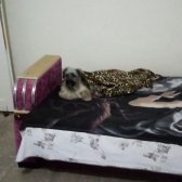 Kayıp Köpek