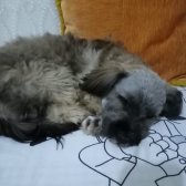 Kayıp Köpek