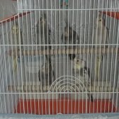 Sultan Papağanı Yavrulari̇