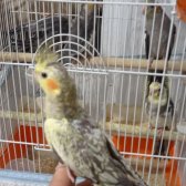 Sultan Papağanı Yavrulari̇