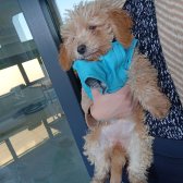Toy Poodle