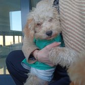 Toy Poodle