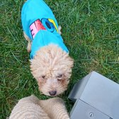 Toy Poodle