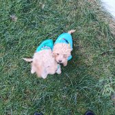 Toy Poodle