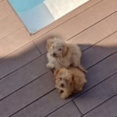 Toy Poodle