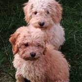 Toy Poodle