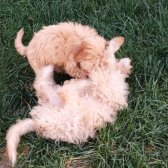 Toy Poodle