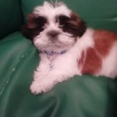 2 Aylık Erkek Shih Tzu Bebek..