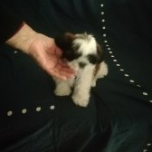 2 Aylık Erkek Shih Tzu Bebek..